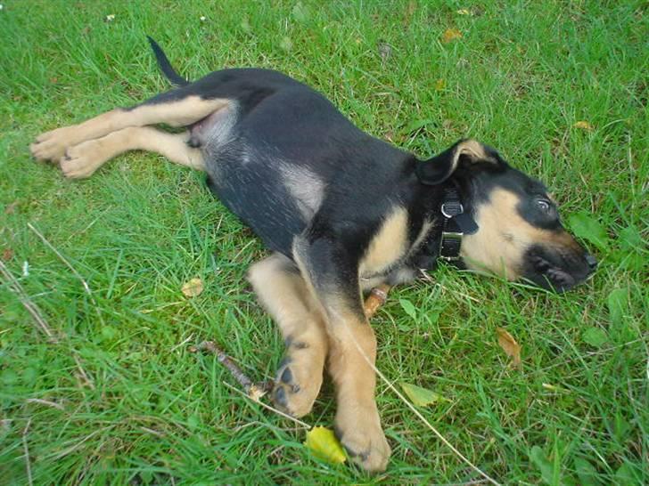 Blanding af racer Dali billede 6