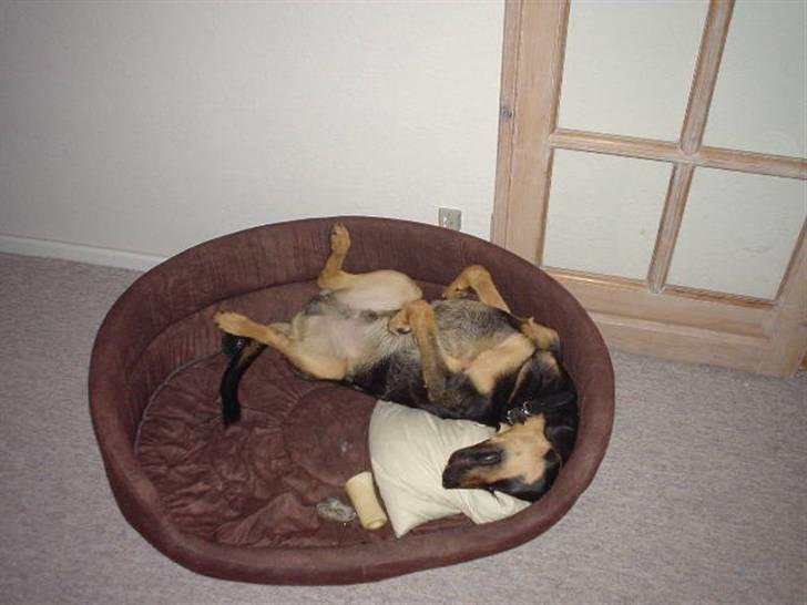 Blanding af racer Dali - Efter en lang gåtur er der ikke noget bedre end at slappe af i sin kurv... billede 7