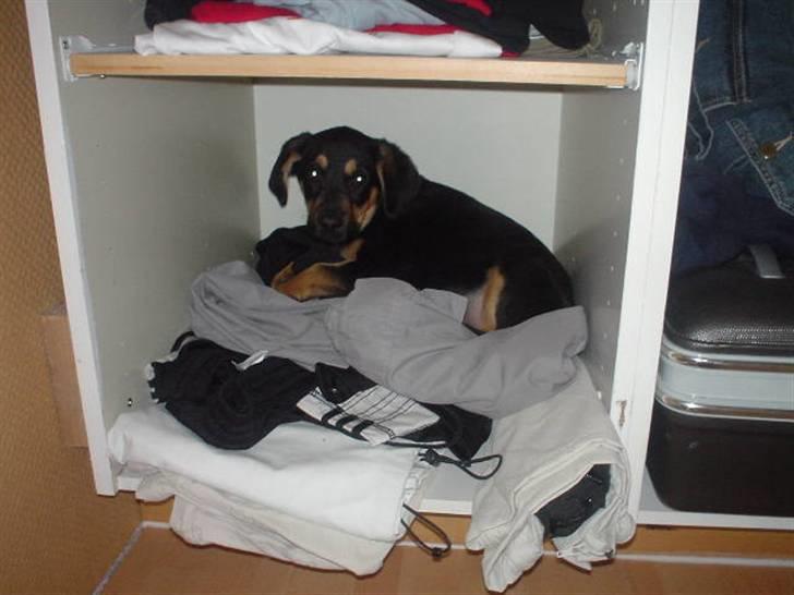 Blanding af racer Dali - Jeg er jo bare en lille hund... billede 8