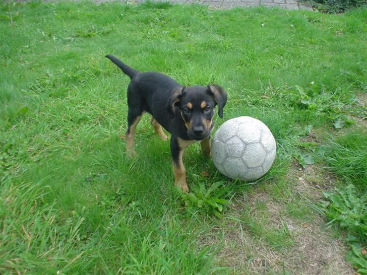 Blanding af racer Dali - MIN bold... billede 9