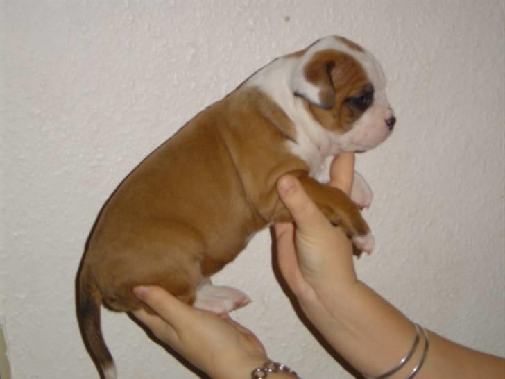 Amerikansk bulldog Ida aka Amagerpigen f. - Ida som baby billede 13