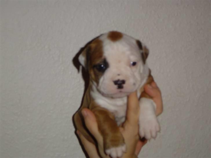 Amerikansk bulldog Ida aka Amagerpigen f. - Endnu et babybillede... billede 14