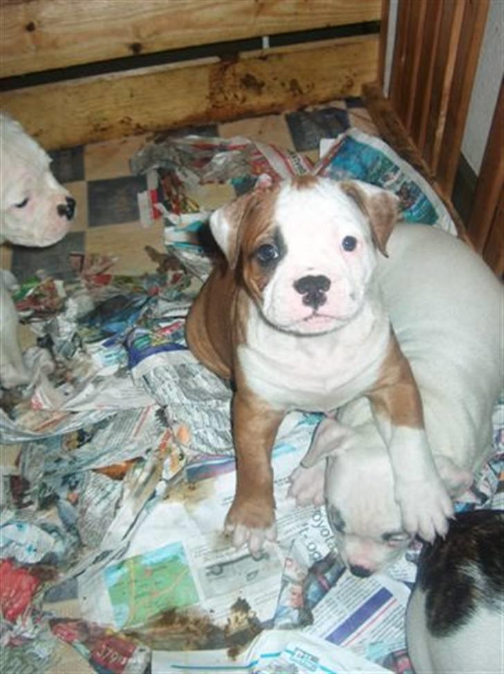 Amerikansk bulldog Ida aka Amagerpigen f. - Lidt af et rodehoved... billede 15