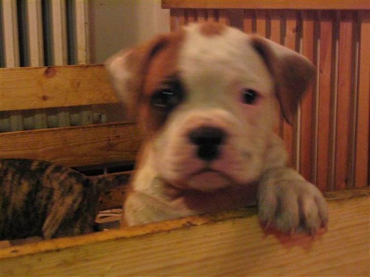 Amerikansk bulldog Ida aka Amagerpigen f. - Hej verden..!! billede 16