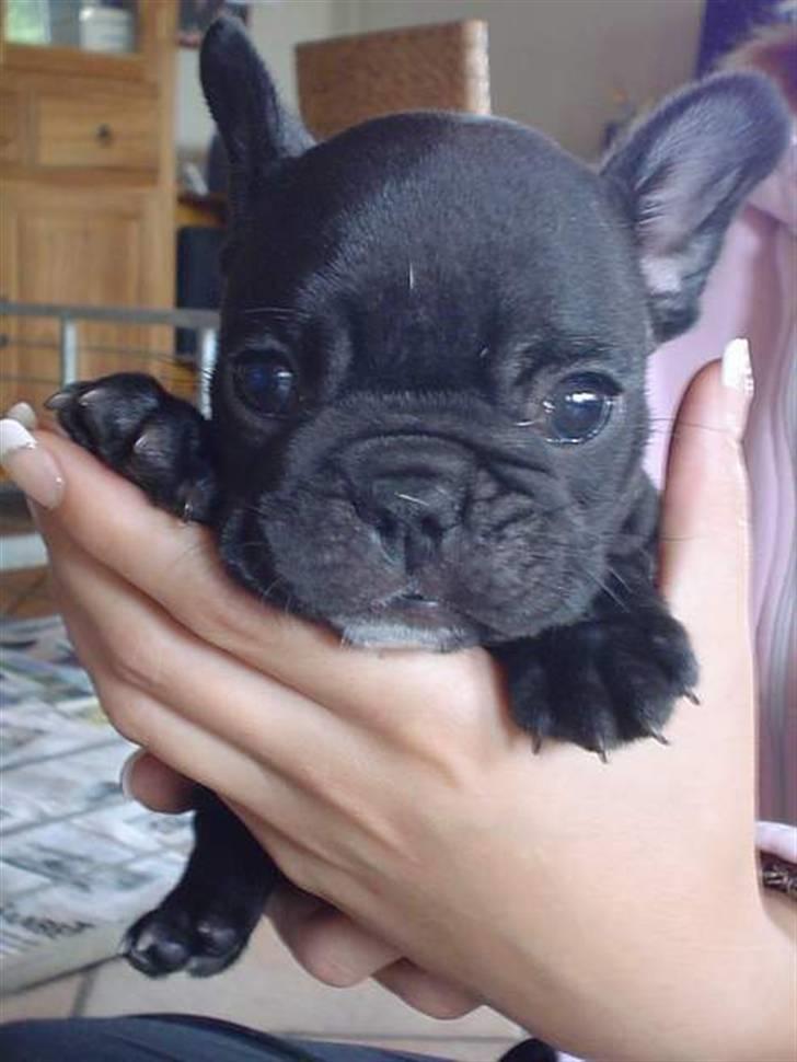 Fransk bulldog FreYse billede 20
