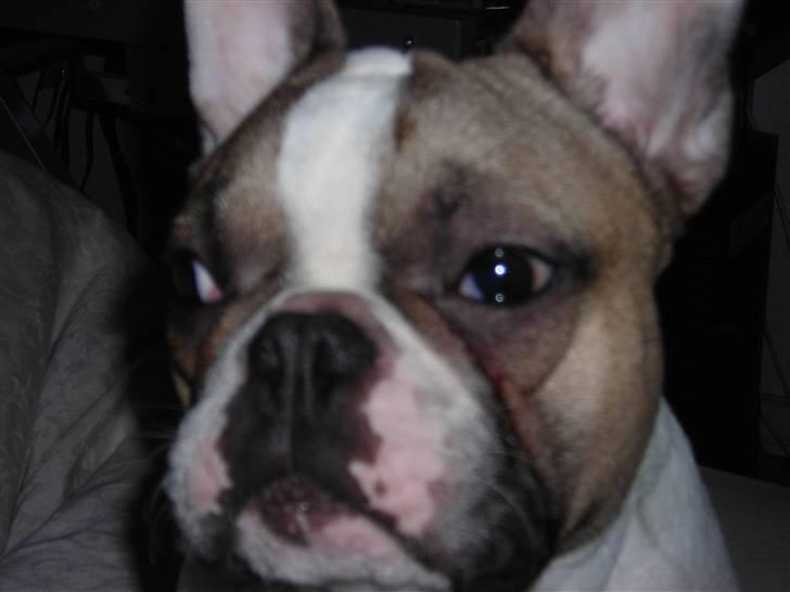 Fransk bulldog Kenzo &Tiggi billede 11