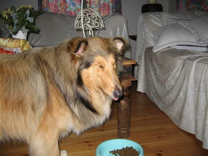 Collie langhåret Ariel | MIT ET&ALT <3 - 2) Lige et total heldigt øjeblik hvor man ser Ariel nyde sin mad ! 8´D billede 2