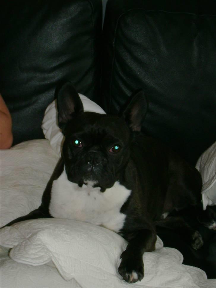 Boston terrier viggo - så doven er jeg billede 1