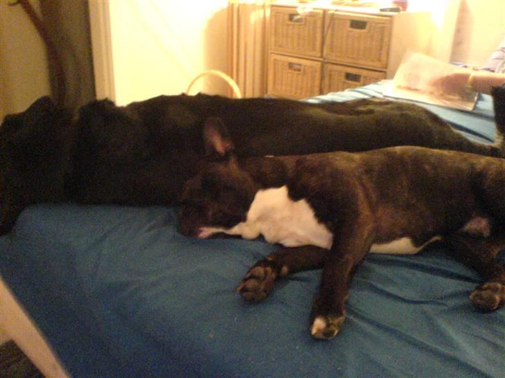 Boston terrier viggo - jeg er gået i koma, skal du ha noget med billede 2