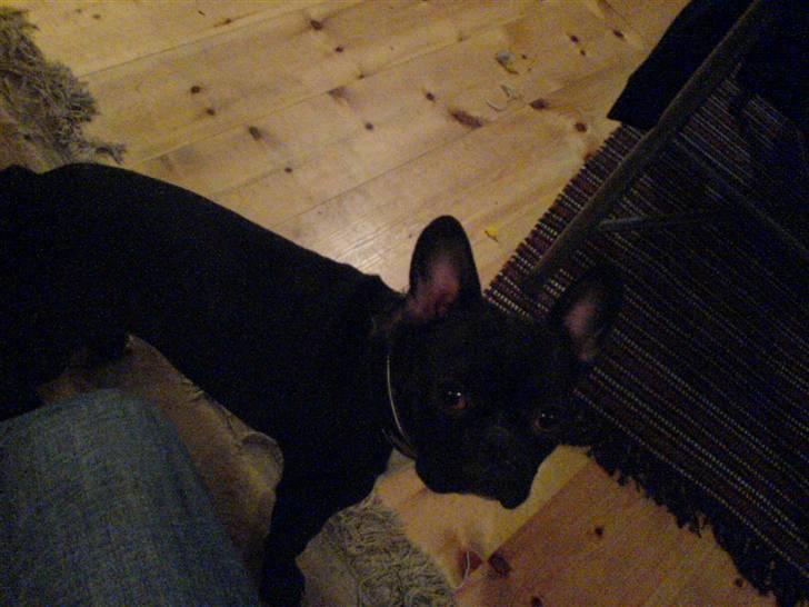 Boston terrier viggo billede 3