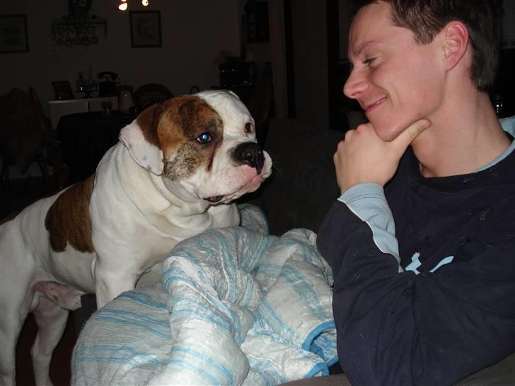 Amerikansk bulldog Ludwig  - hov... hvem er det nu du er.....? billede 11