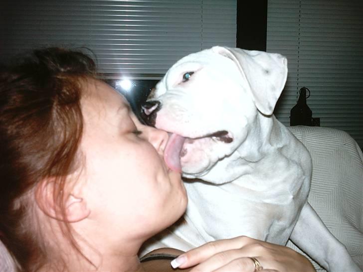 Amerikansk bulldog Ludwig  - Øhm, du har noget på næsen mor, nu skal jeg liiiiige fjerne det.... slask! billede 13