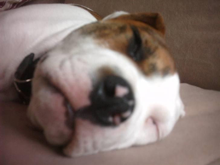 Amerikansk bulldog Ludwig  - Meget træt hund.... billede 14