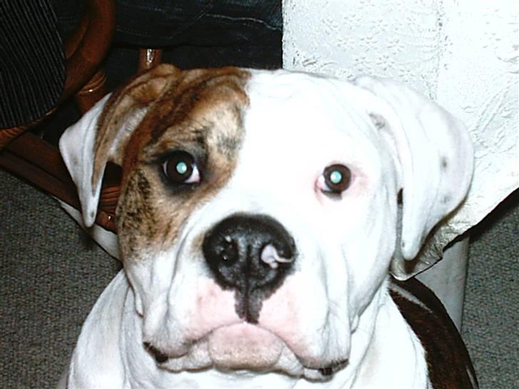 Amerikansk bulldog Ludwig  - Jeg kan altså godt se vågen ud!!!!!!!! billede 15
