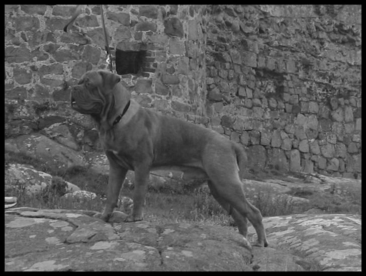 Dogue de bordeaux Marvin Cao D'Assalto billede 1