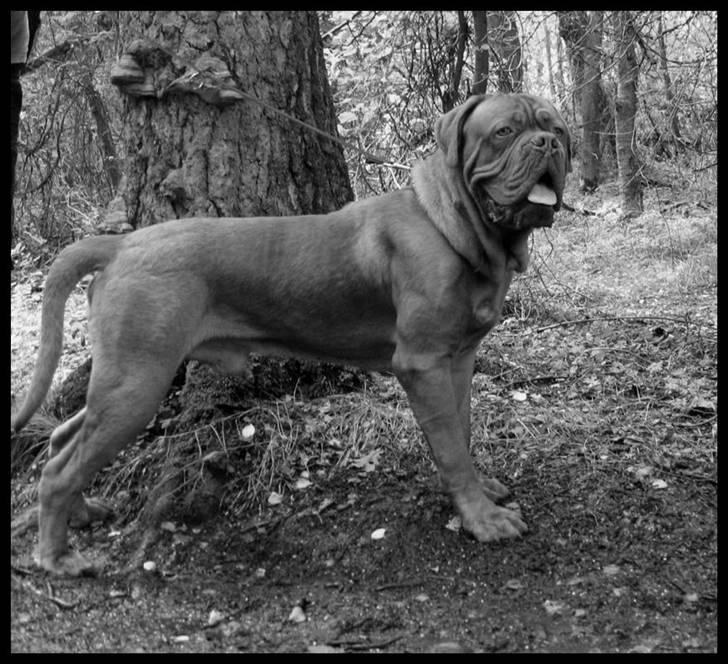 Dogue de bordeaux Marvin Cao D'Assalto billede 2
