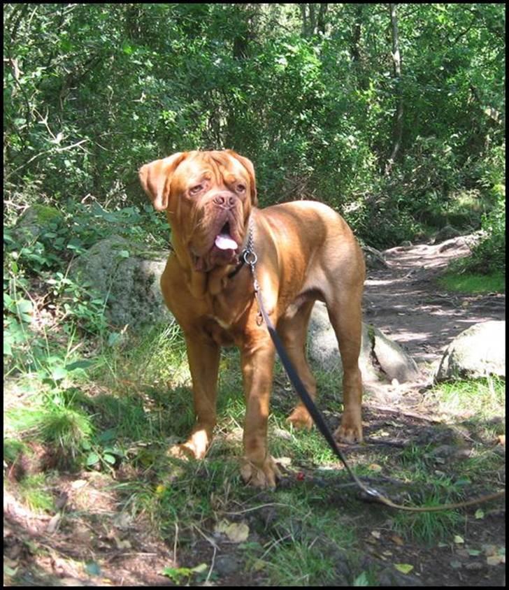 Dogue de bordeaux Marvin Cao D'Assalto billede 3
