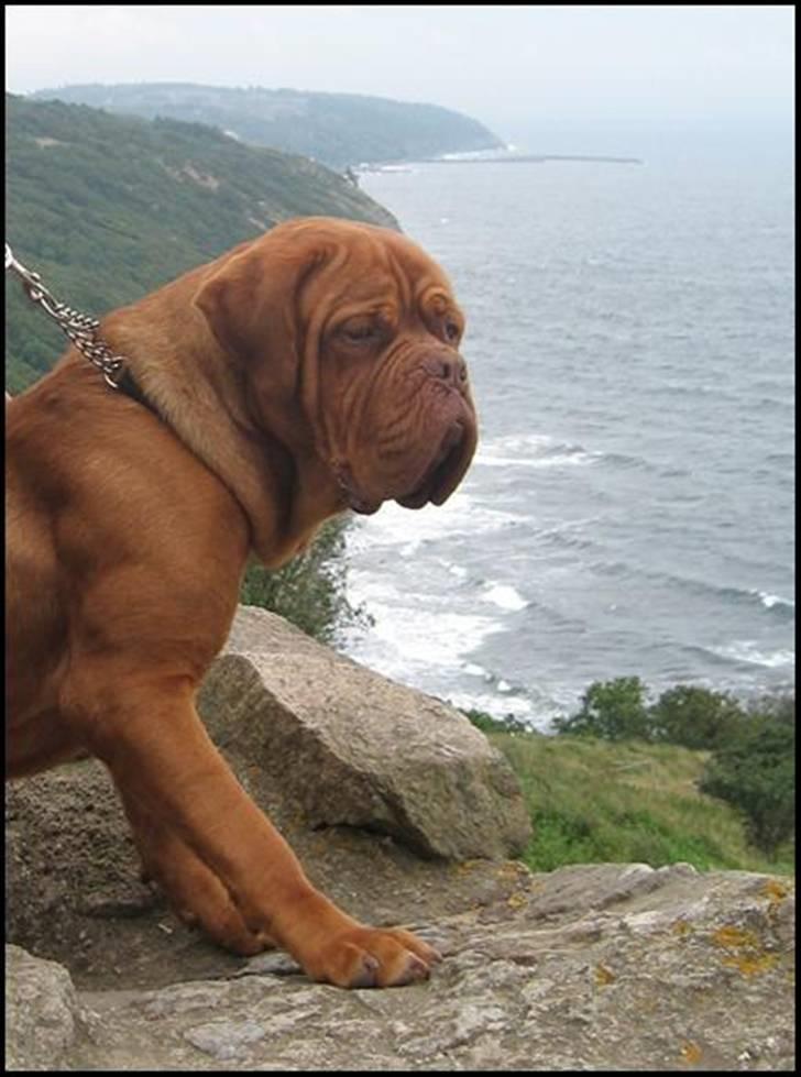 Dogue de bordeaux Marvin Cao D'Assalto billede 4