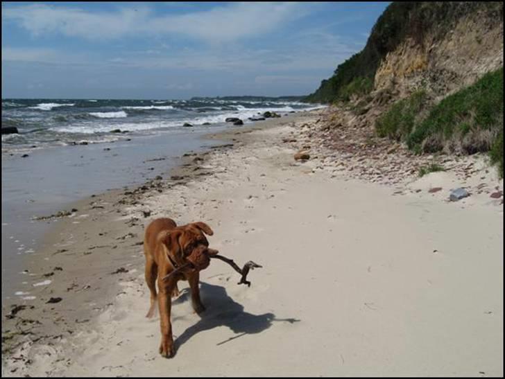 Dogue de bordeaux Marvin Cao D'Assalto billede 5