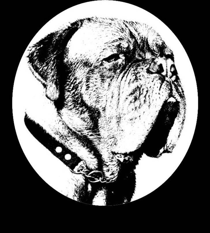 Dogue de bordeaux Marvin Cao D'Assalto billede 6