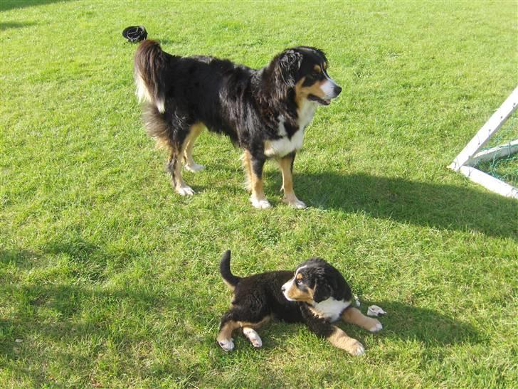 Blanding af racer Freja - Freja og Artemis billede 8