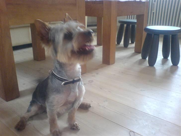 Australian silky terrier GIZMO (bor hos min mor) - Her sidder den og ser meget nysgerrig ud, billede 1