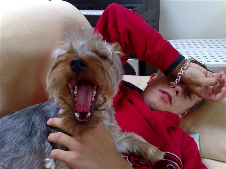 Australian silky terrier GIZMO (bor hos min mor) - Den gabte lige i det billedet skulle tages. Ser nu meget sjovt ud. billede 2