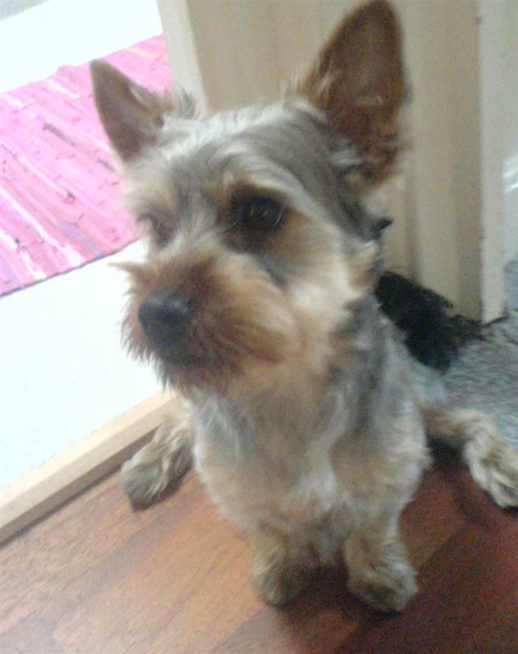 Australian silky terrier GIZMO (bor hos min mor) - Her sidder den bare og venter på mad. billede 4