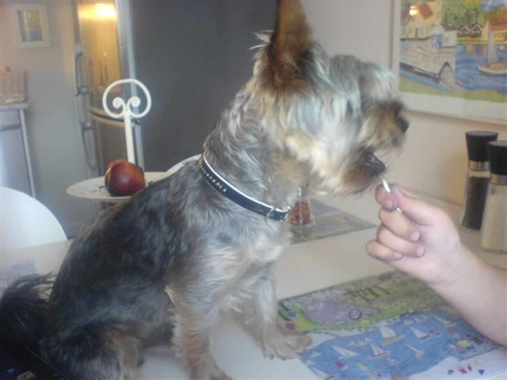 Australian silky terrier GIZMO (bor hos min mor) - En slikkepind på bordet. billede 6