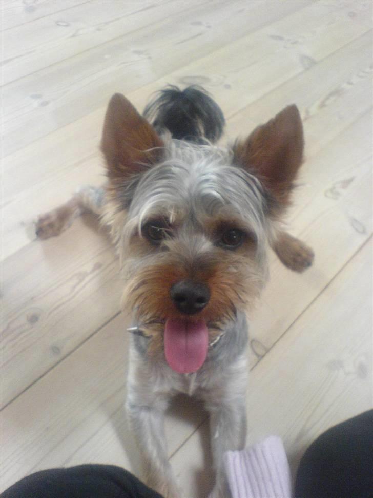 Australian silky terrier GIZMO (bor hos min mor) - Her ligger den med sine ben udover alt, igen..  billede 7