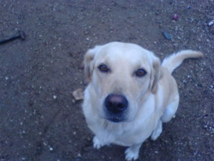 Labrador retriever Lulu - Har du nået til mig? billede 1