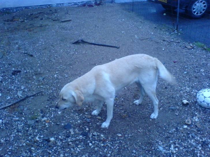 Labrador retriever Lulu - Spiser kanelsnegl.. hun er MEGET forkælet.. billede 2