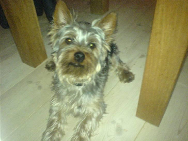 Australian silky terrier GIZMO (bor hos min mor) - Lidt sød kan den også se ud. billede 9