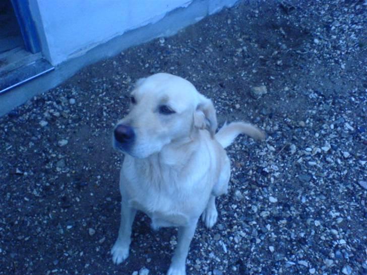 Labrador retriever Lulu - Sidder pæn. billede 3