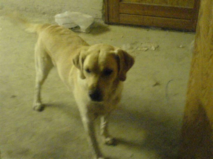 Labrador retriever Lulu - Må jeg gerne komme ind og lave ballade? billede 4