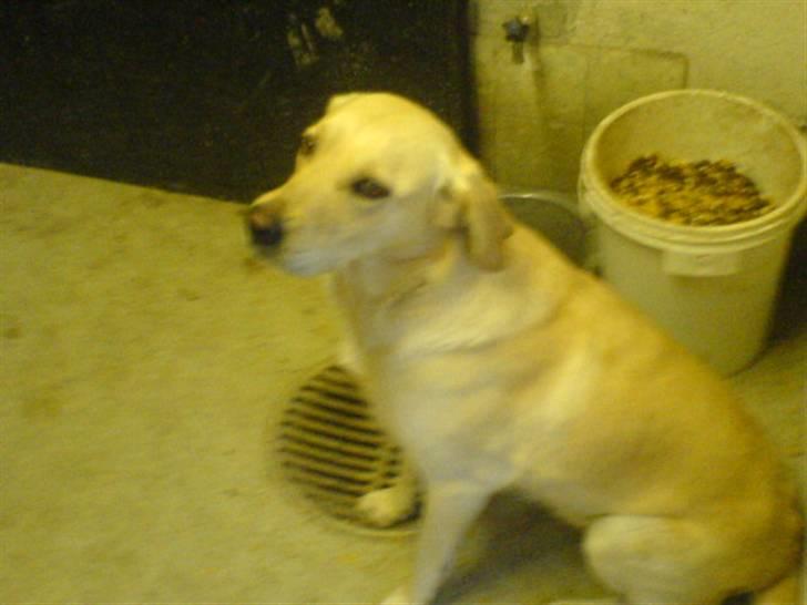 Labrador retriever Lulu - Skal jeg have mer´ mad  eller har jeg nok?  billede 5