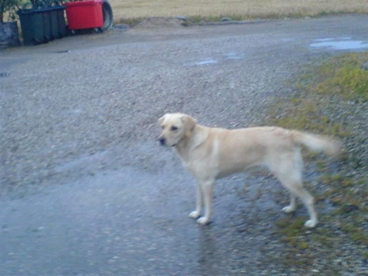 Labrador retriever Lulu - Min smukke hund. billede 6