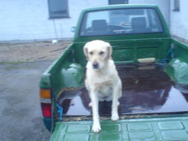 Labrador retriever Lulu billede 7