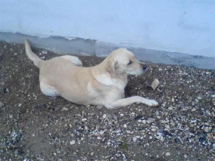 Labrador retriever Lulu - Slapper af og passer på kødbenet billede 8