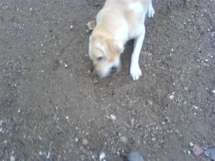 Labrador retriever Lulu - Lulu leger med sit kødben billede 9