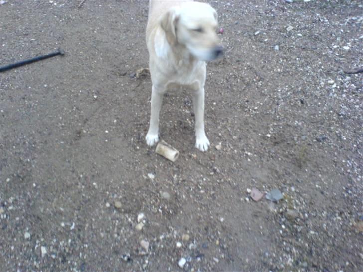 Labrador retriever Lulu - Lulu og sit kødben billede 10