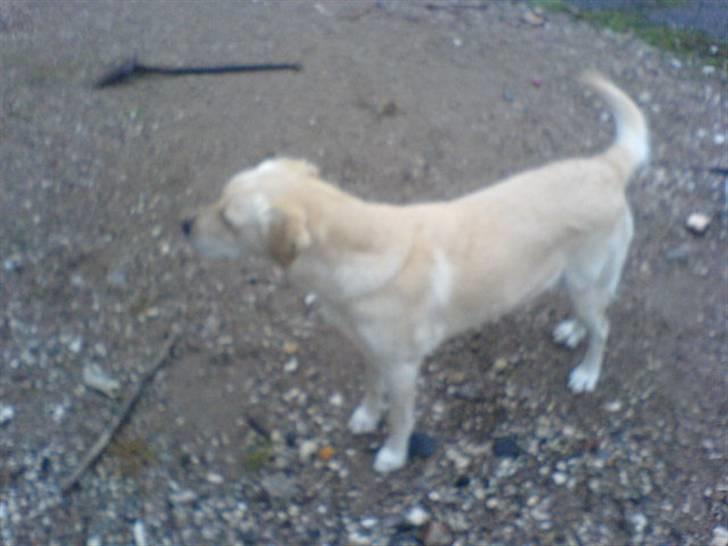 Labrador retriever Lulu - Der er nogle der kigger ud af køkkenvinduet, det er altså mere spændende ;) billede 11