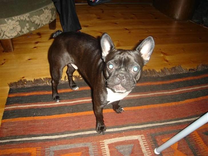 Boston terrier viggo billede 4