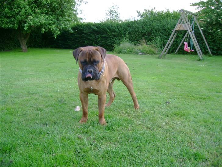 Bullmastiff Nero - Her er han ca. 11 mdr. En rigtig slikmund... billede 9