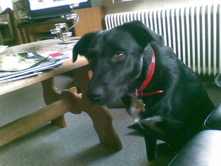 Blanding af racer Jay - Her sidder Jay, han venter på der kommer nogen ind i stuen, han skal finde ud af om han skal gemme sig eller blive. billede 1