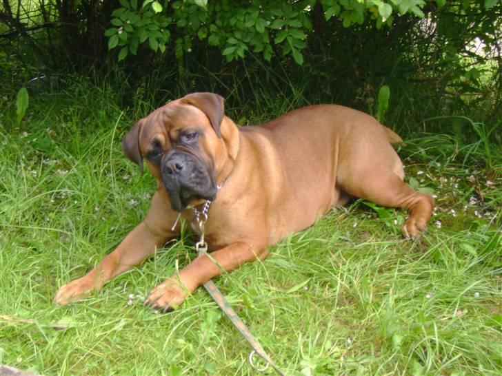 Bullmastiff Nero - På sommerferie i Rønbjerg.  billede 10