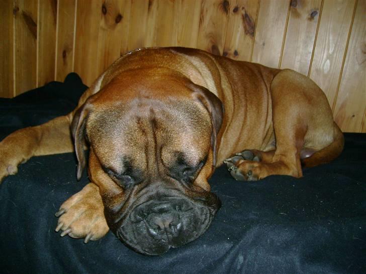 Bullmastiff Nero - ZZzzzzzZZZZzzzzZZZzzz... billede 11