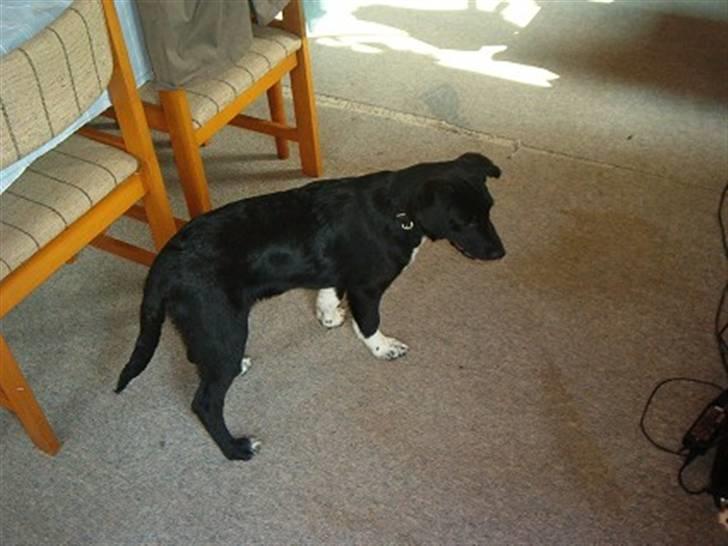 Blanding af racer Jay - hov hvad er det for noget. billede 2