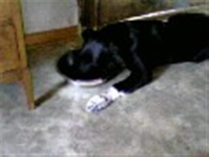 Blanding af racer Jay - jeg skal lige have noget at spise, tager det lige lidt mageligt. billede 3