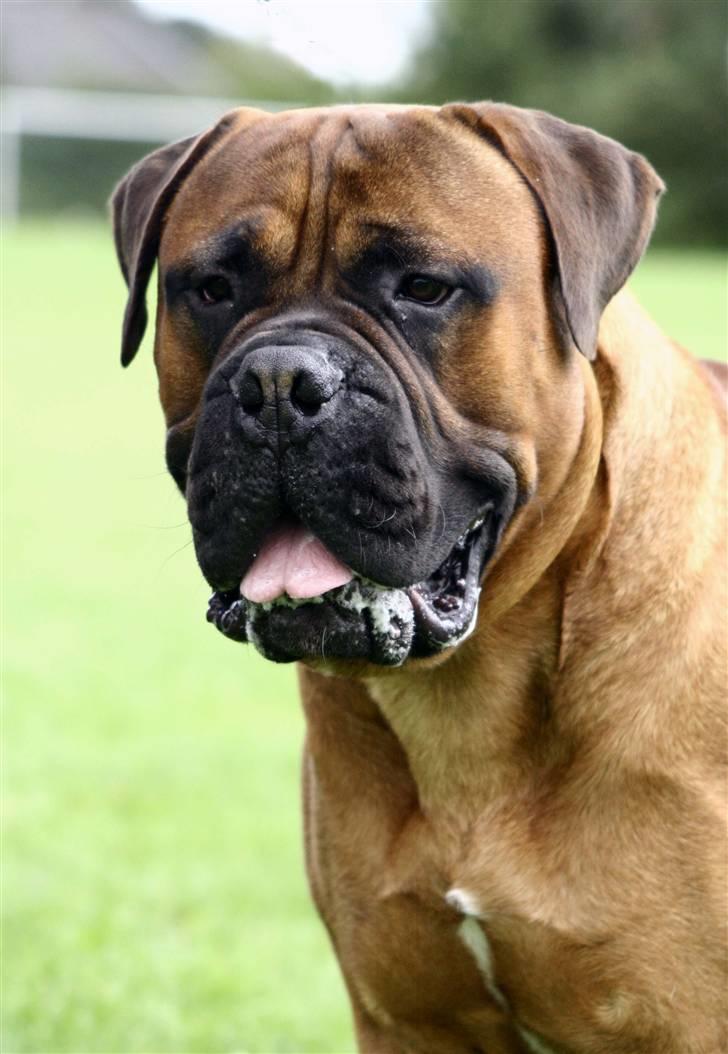 Bullmastiff Nero - LIMA foto. Et lille nærbillede af skønheden.. billede 12
